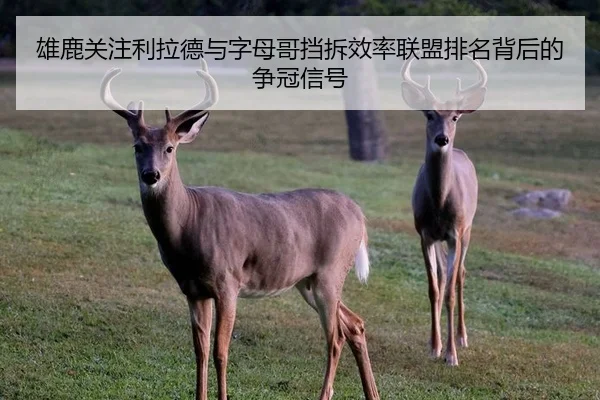 雄鹿关注利拉德与字母哥挡拆效率联盟排名背后的争冠信号
